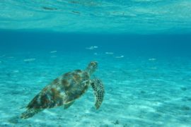 marsa alam