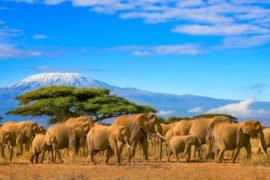 In Tanzania, a caccia di scatti fotografici e atmosfere selvagge nei più bei parchi faunistici dell’intera Africa